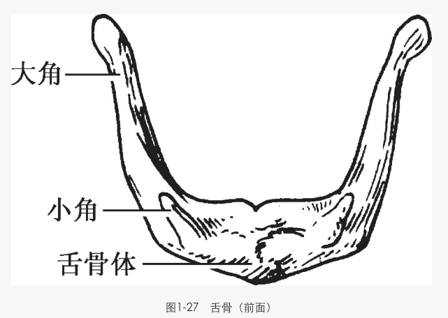 解剖