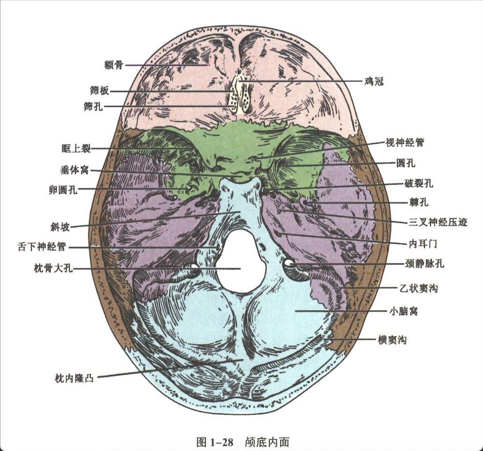 解剖
