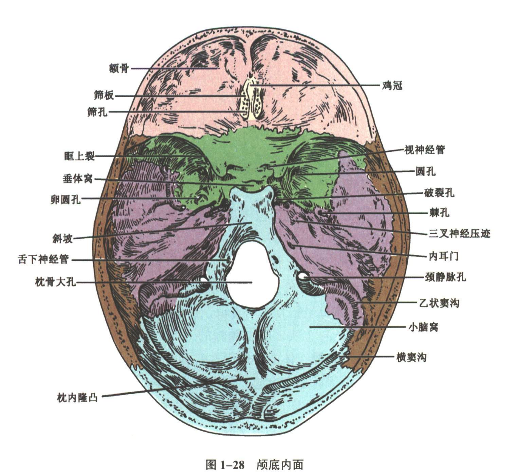 解剖