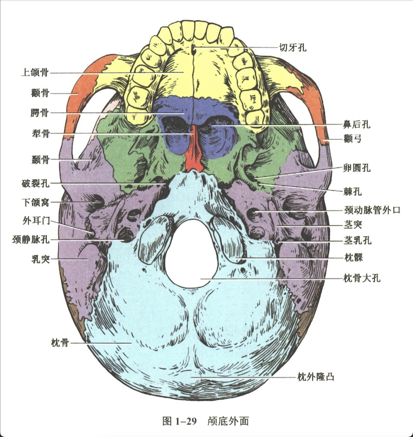 解剖
