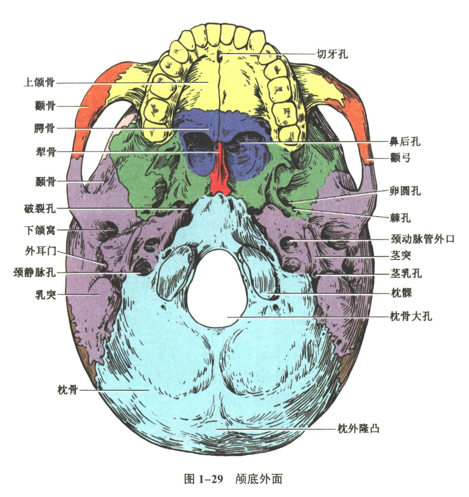 解剖