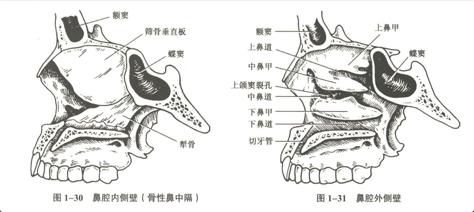 解剖