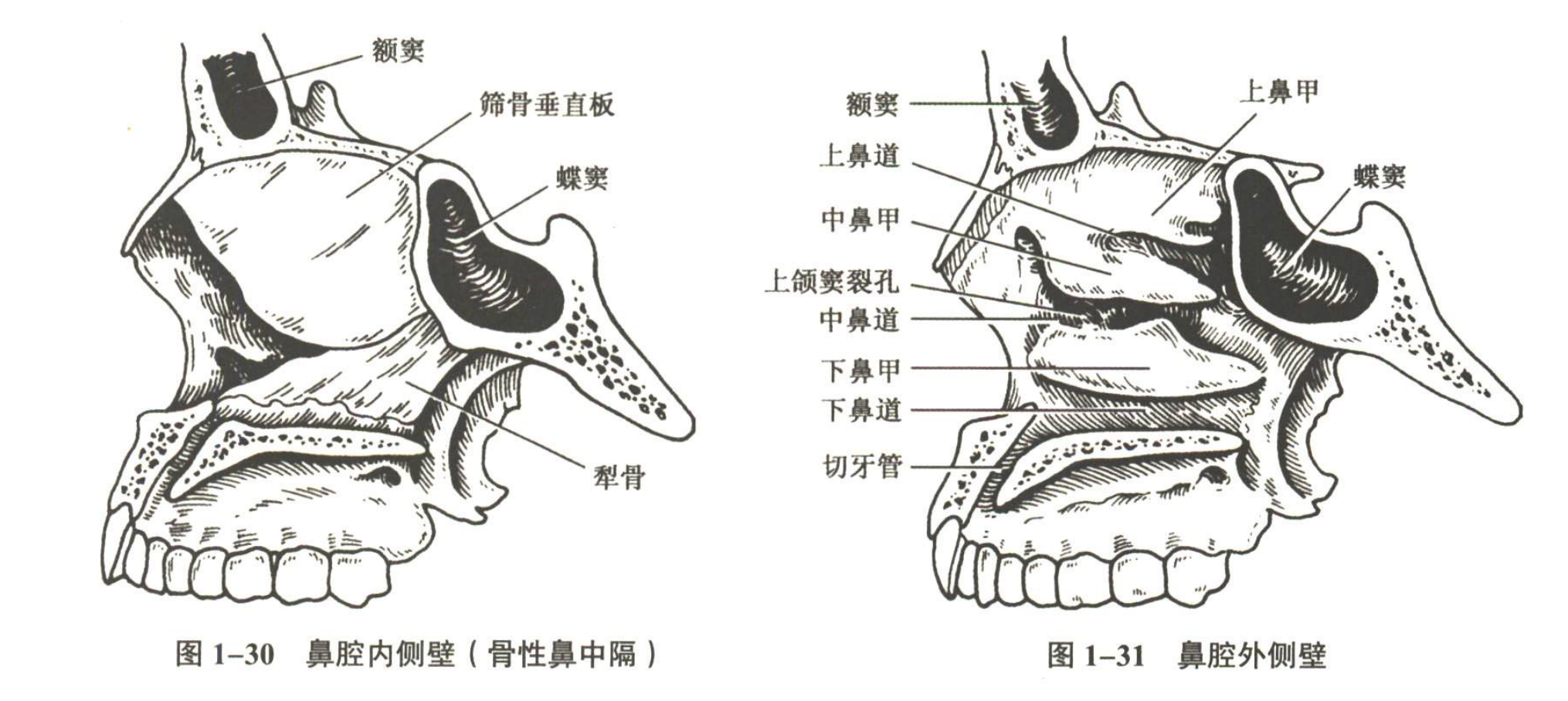 解剖