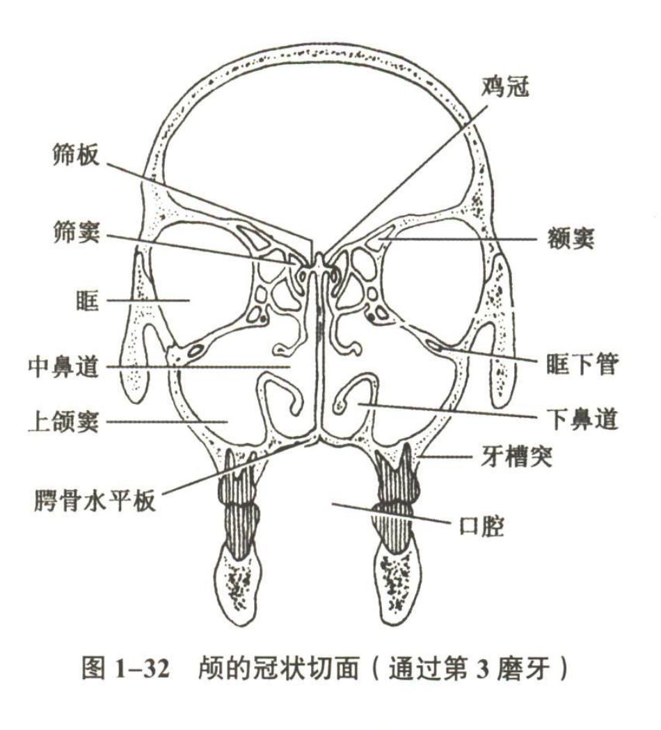 解剖
