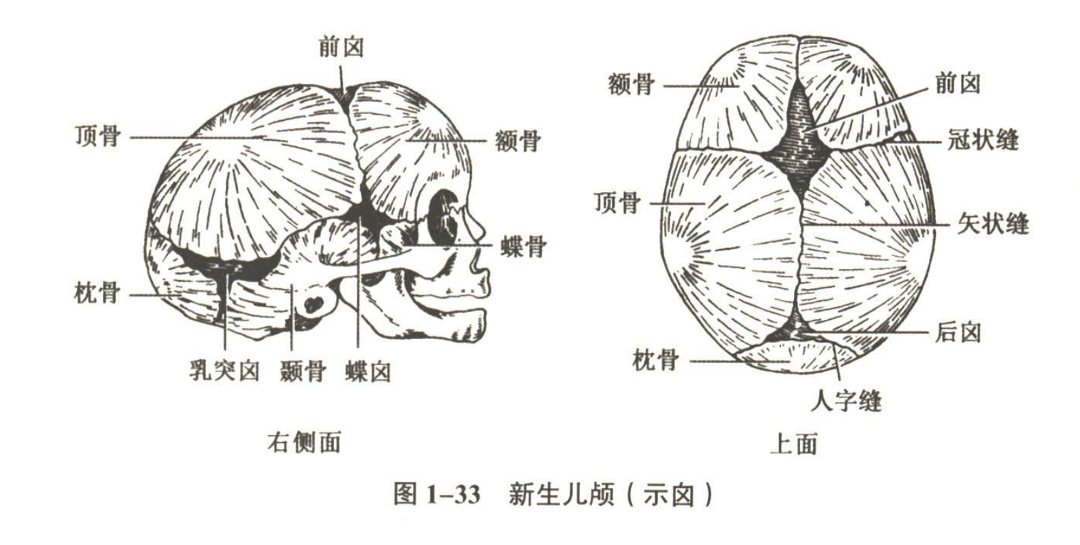 解剖