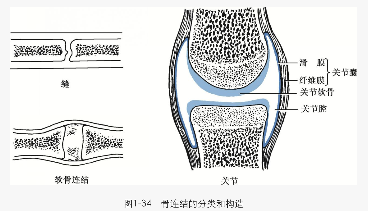 解剖
