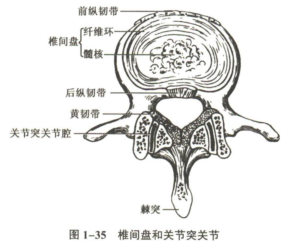 解剖