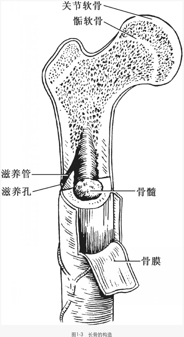 解剖