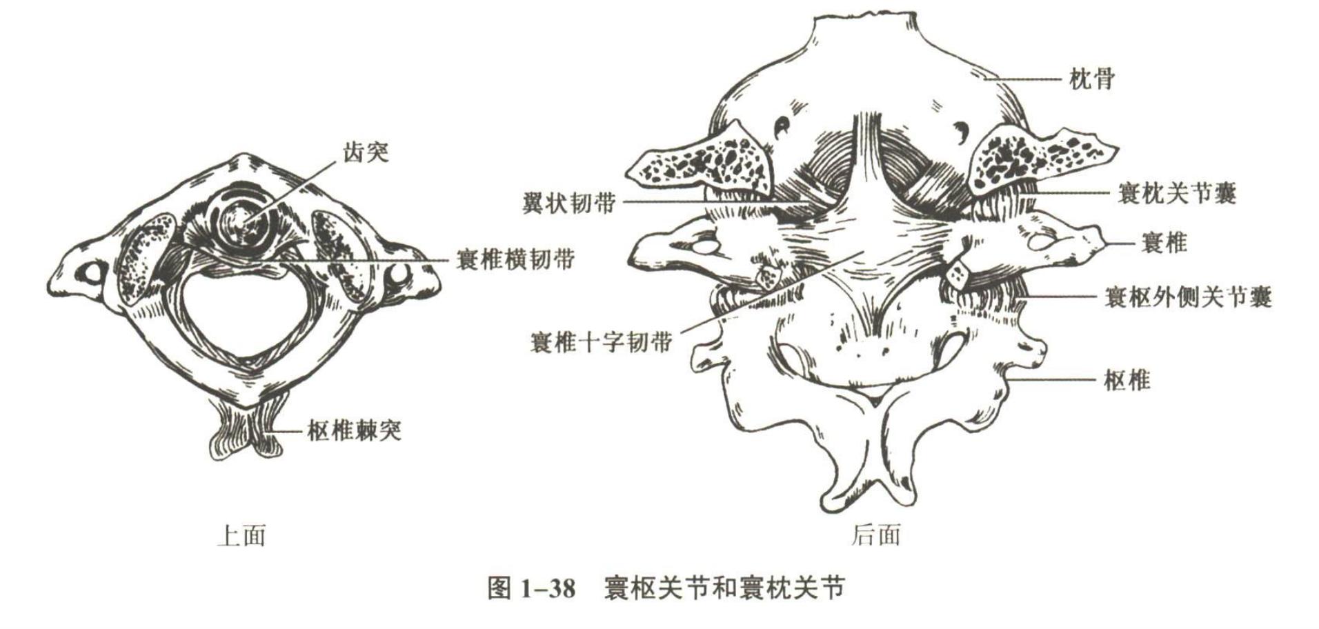 解剖