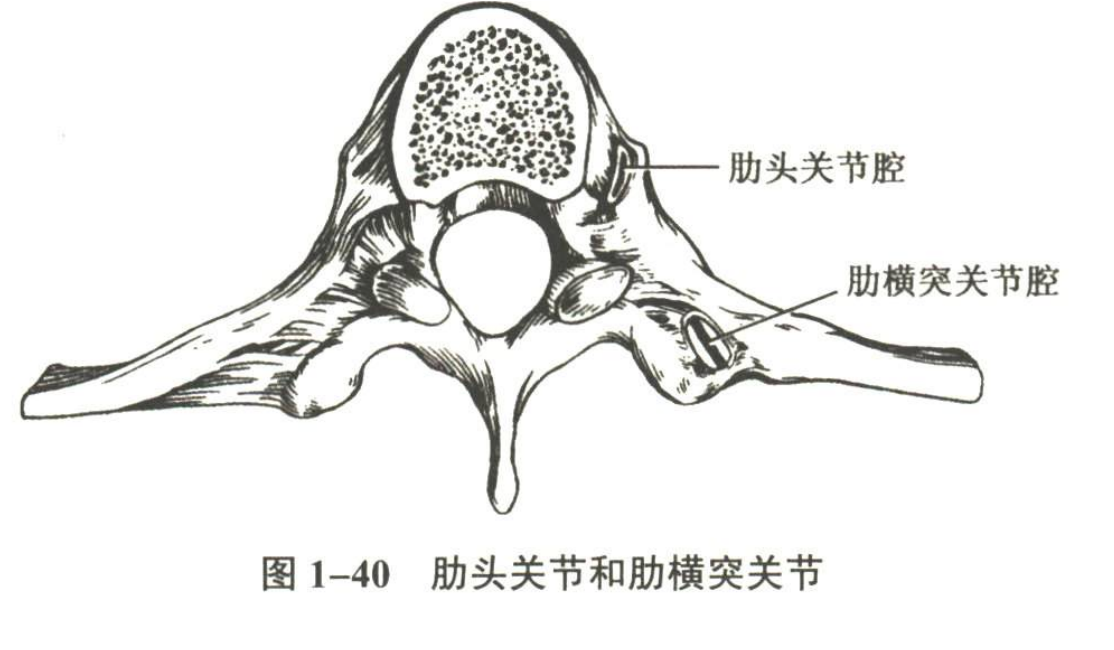 解剖