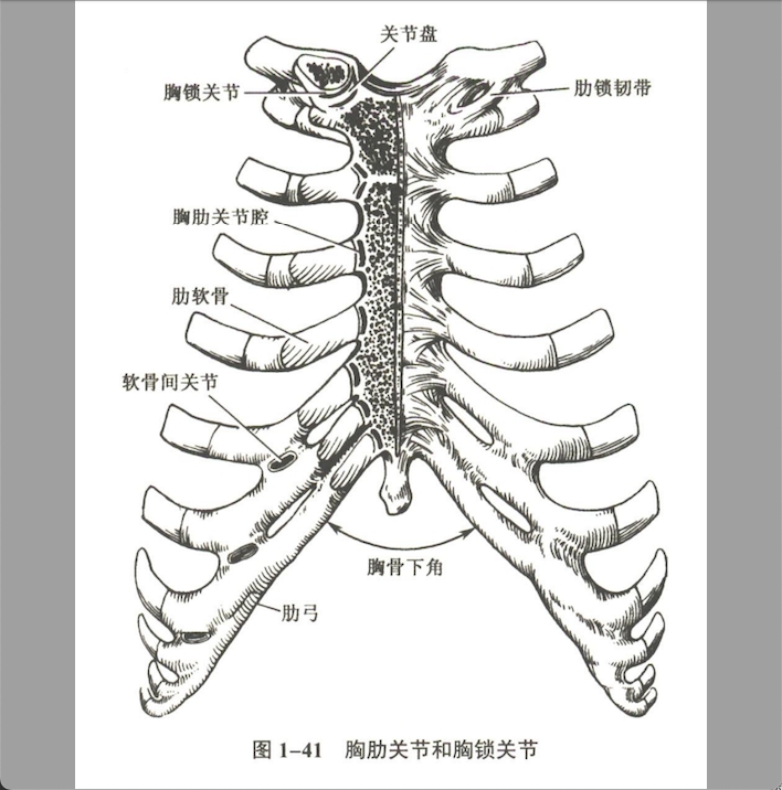 解剖