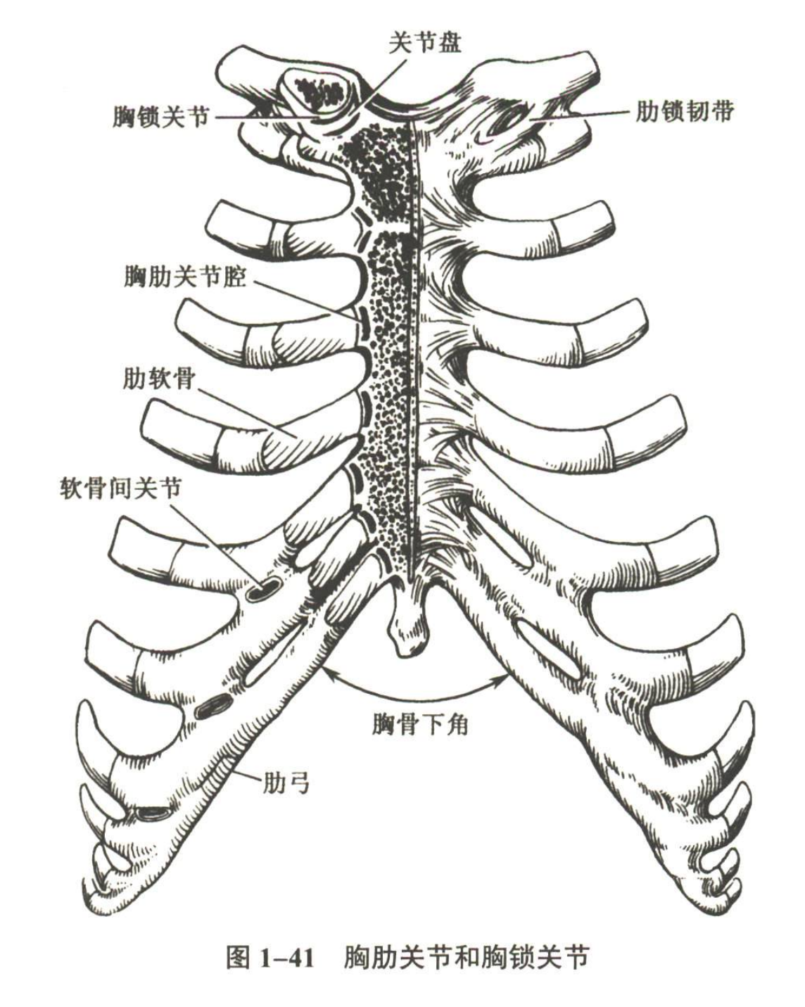 解剖