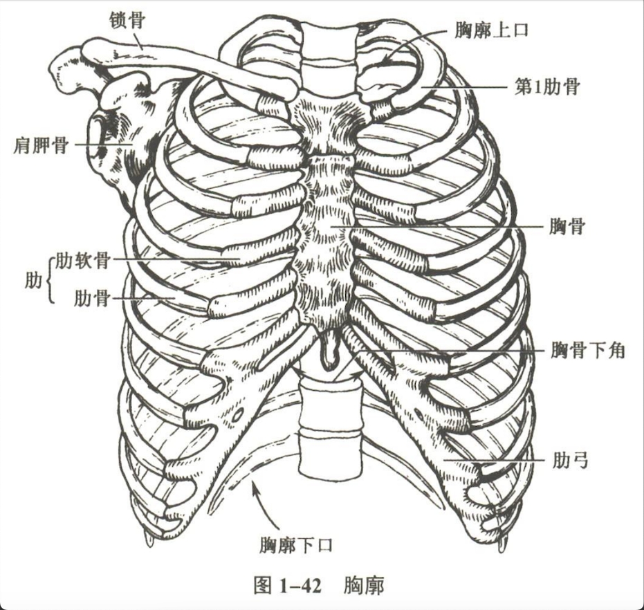 解剖