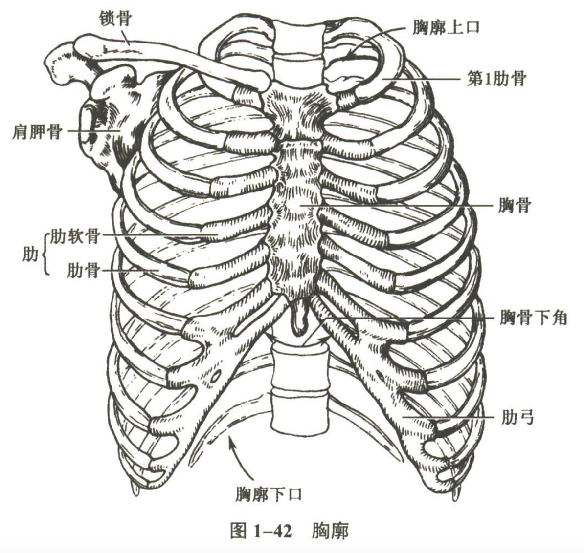 解剖