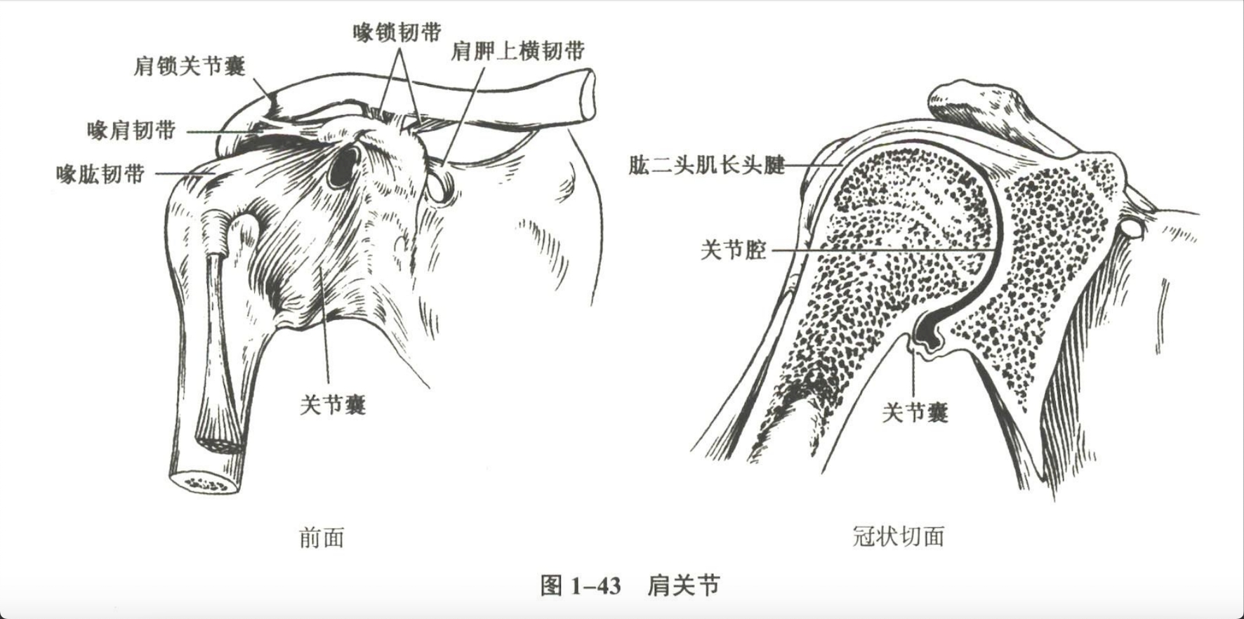 解剖