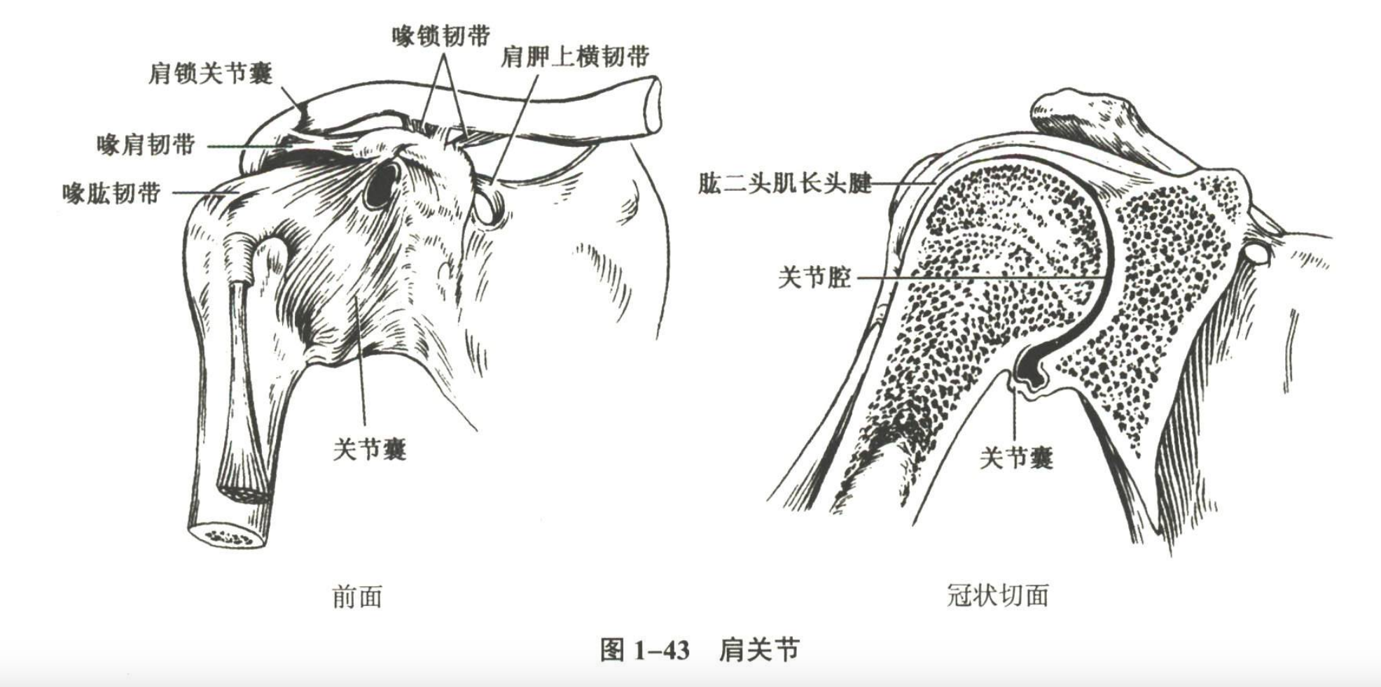 解剖