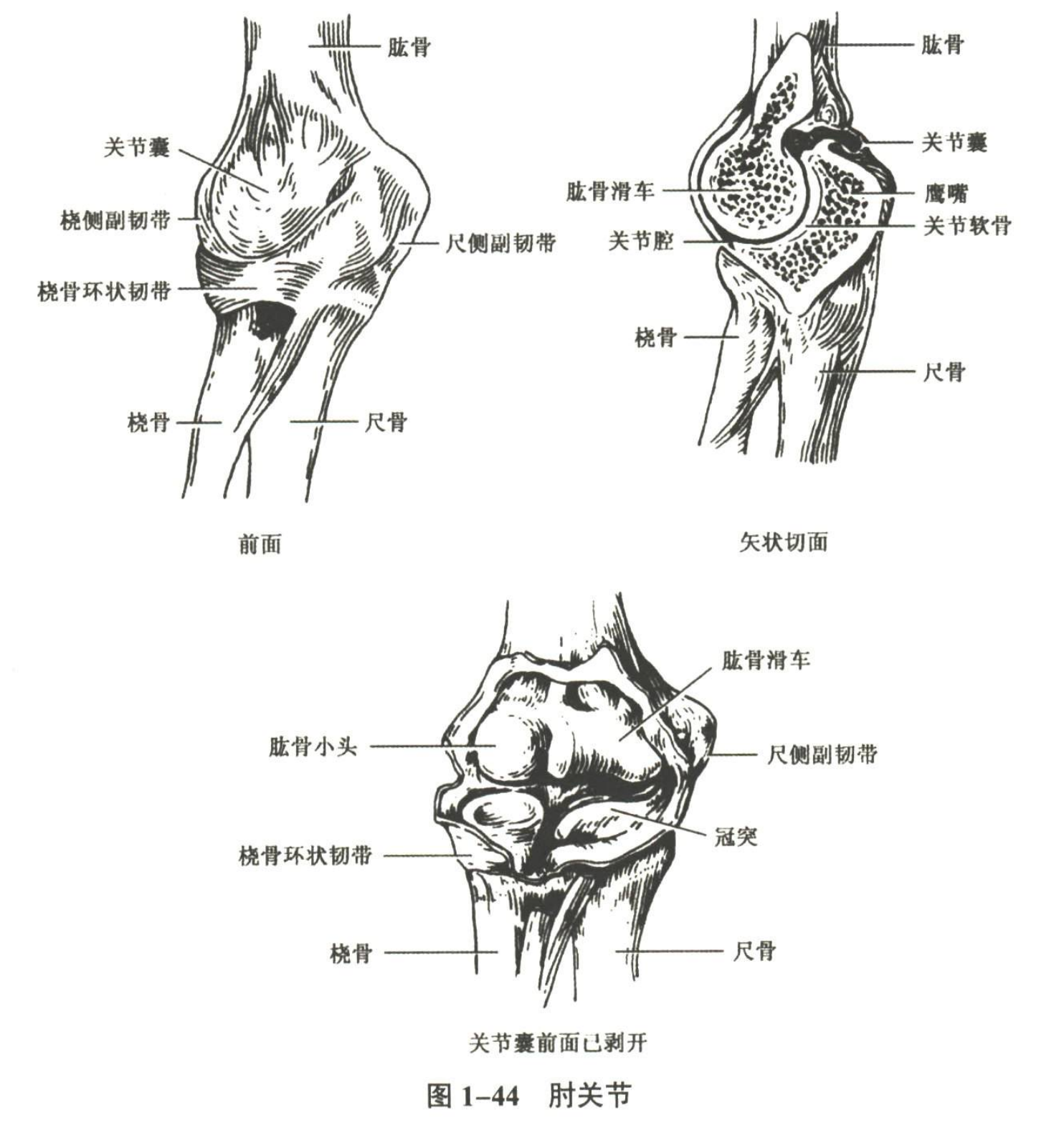 解剖