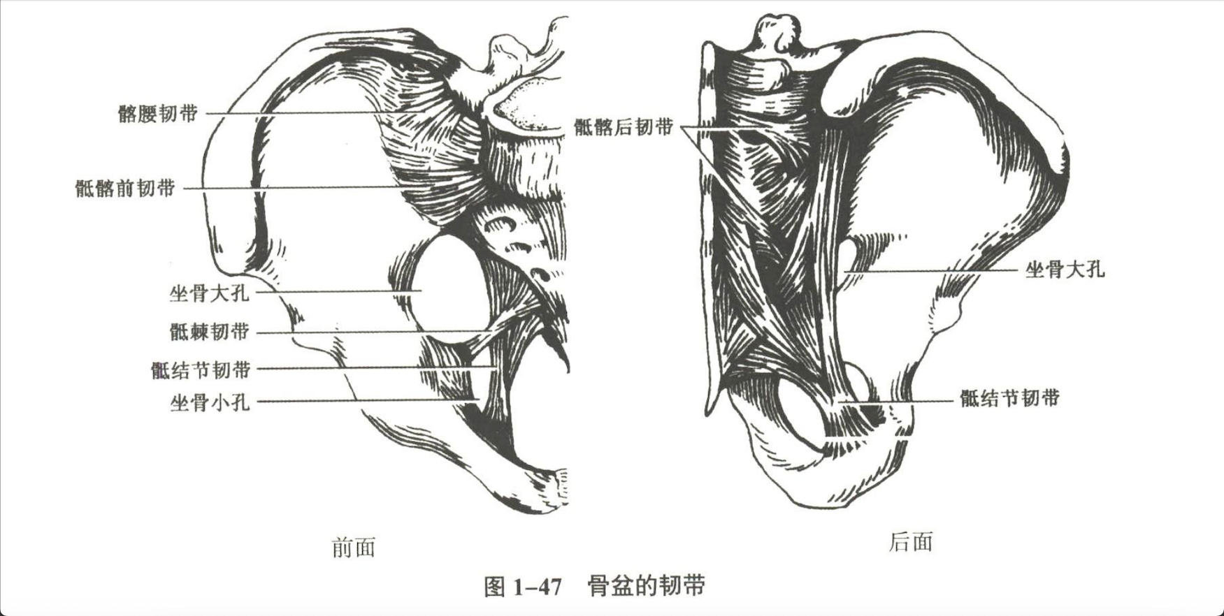 解剖