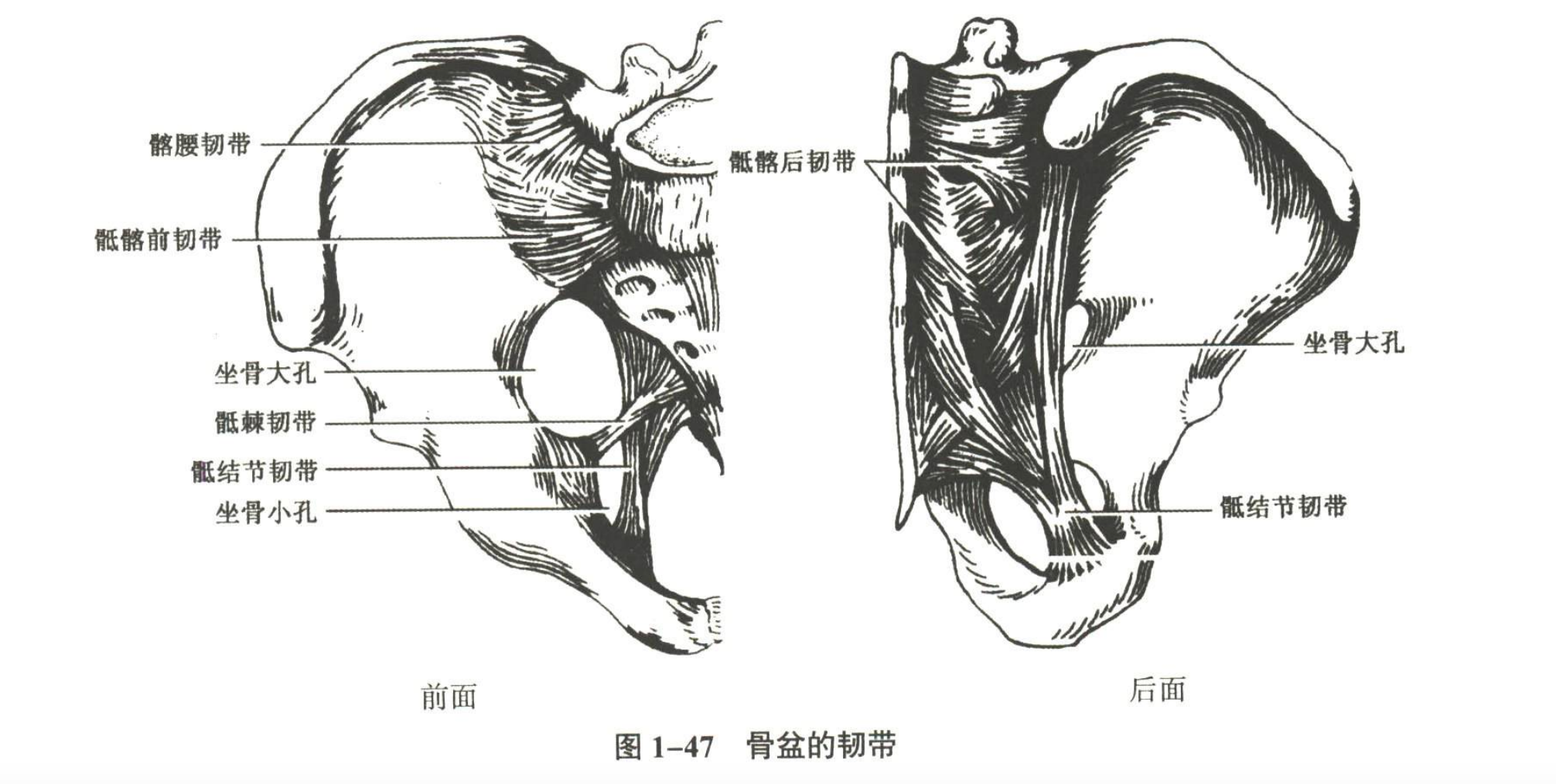 解剖
