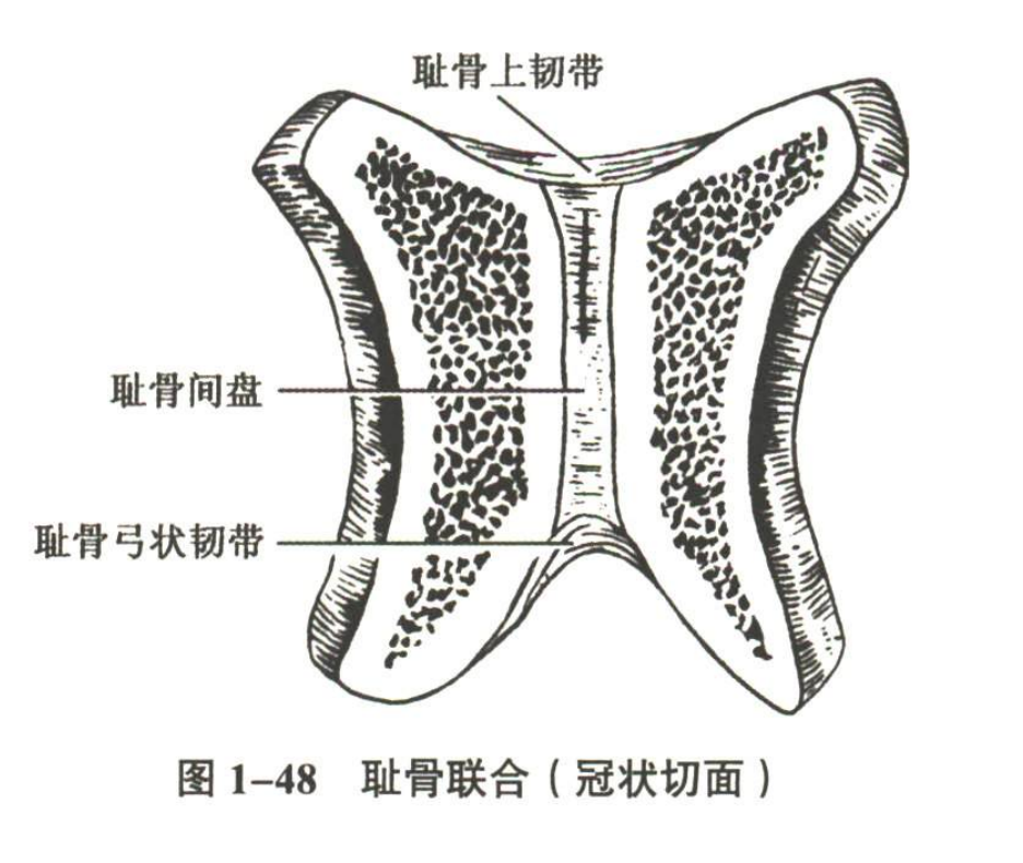 解剖