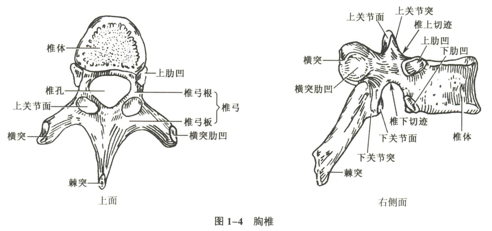 解剖