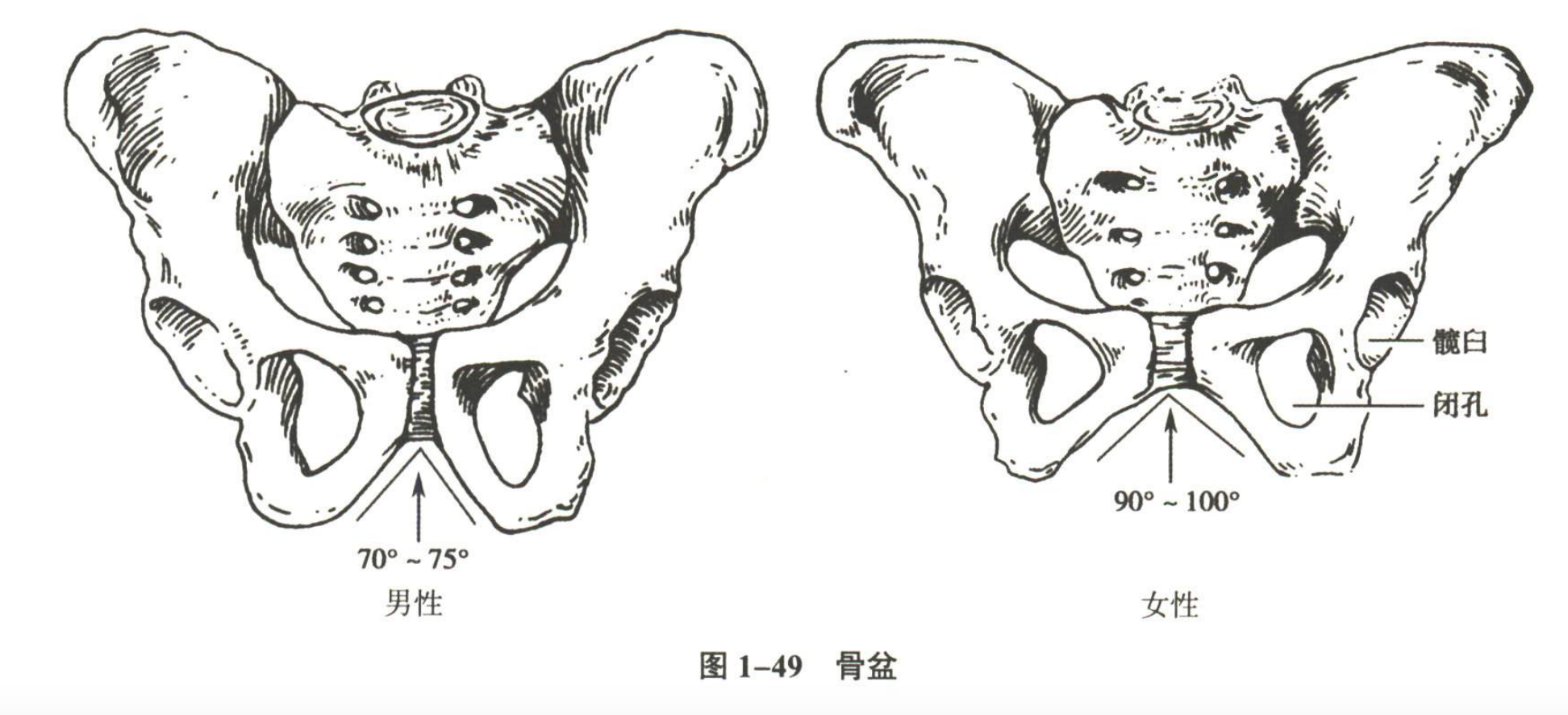 解剖