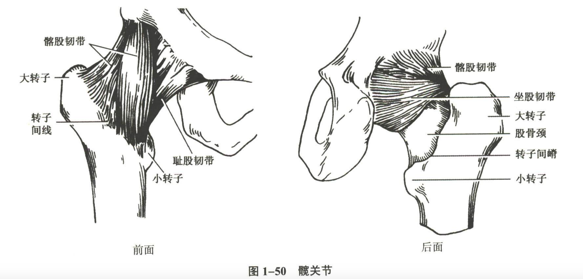 解剖