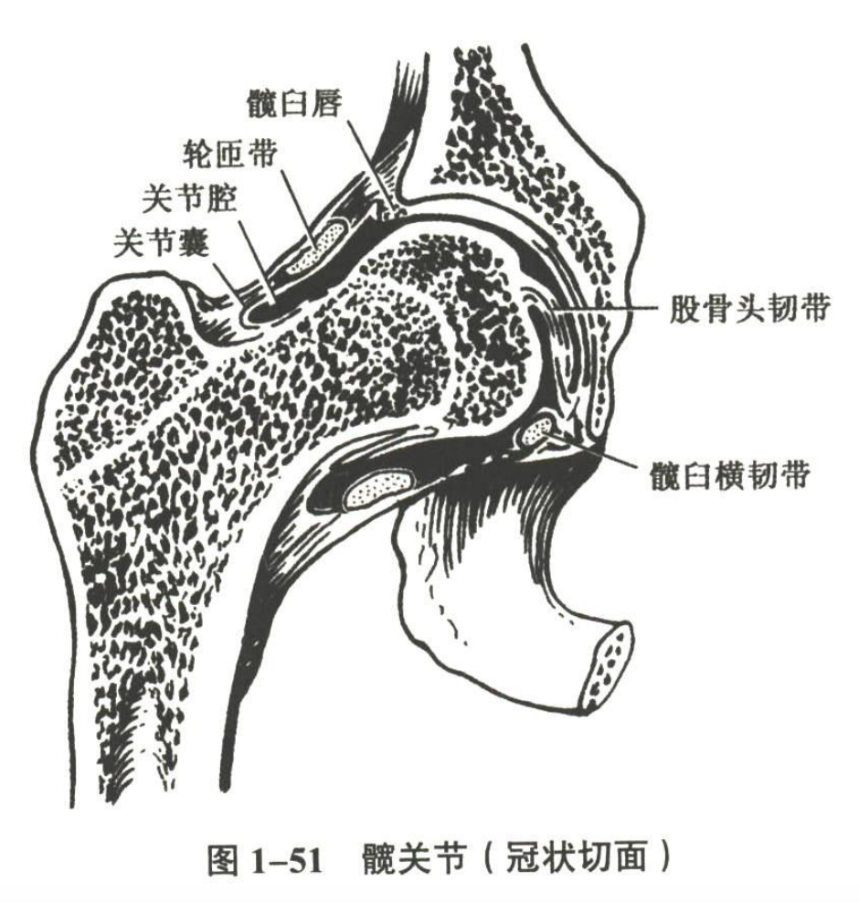 解剖