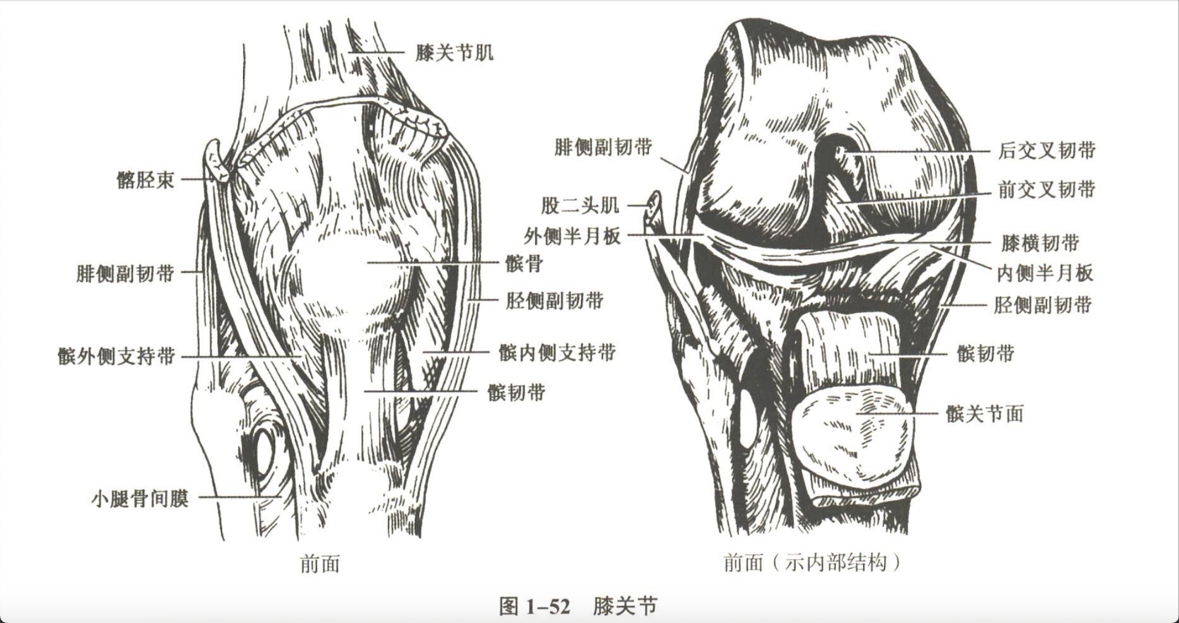 解剖