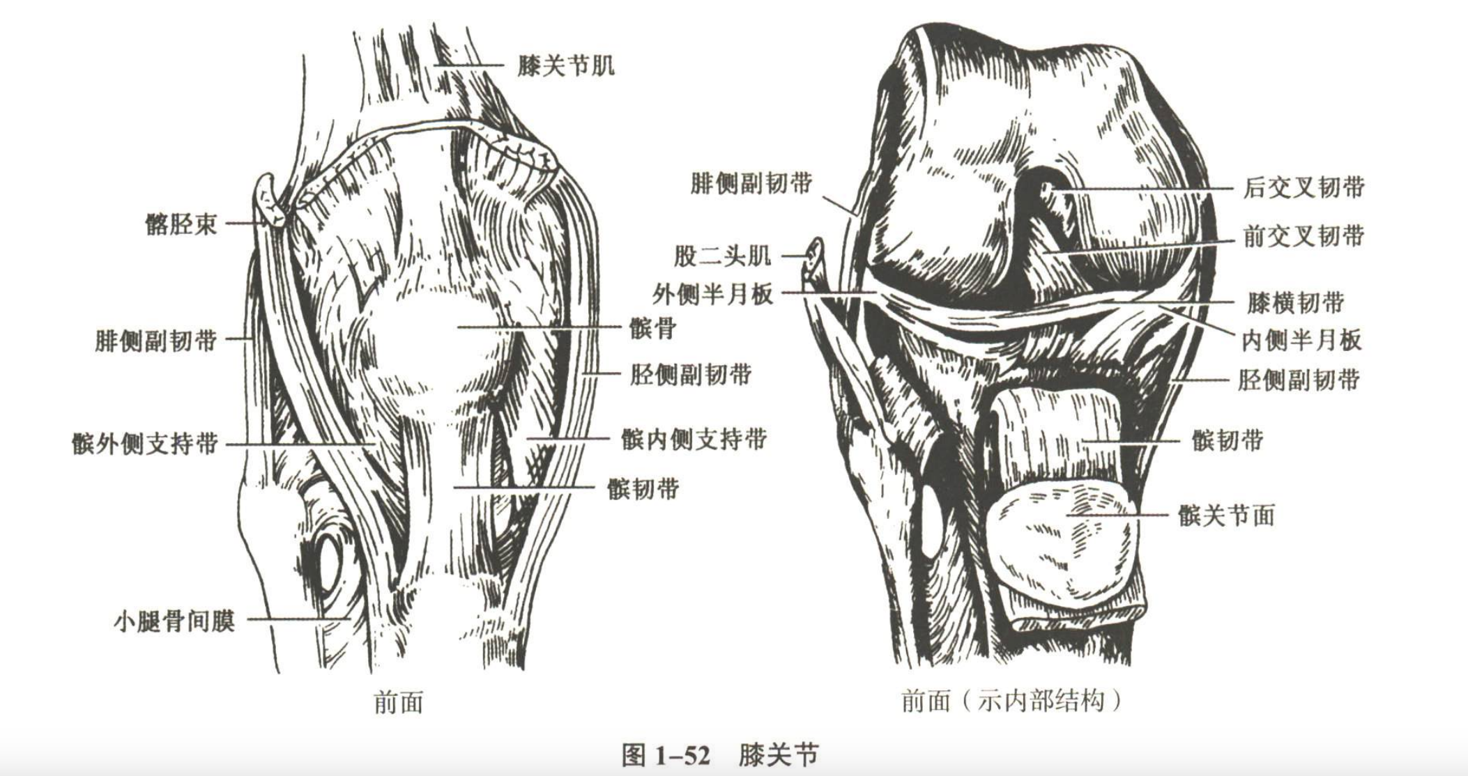 解剖