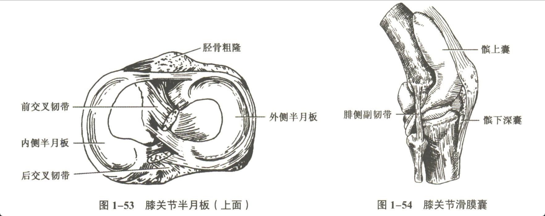 解剖