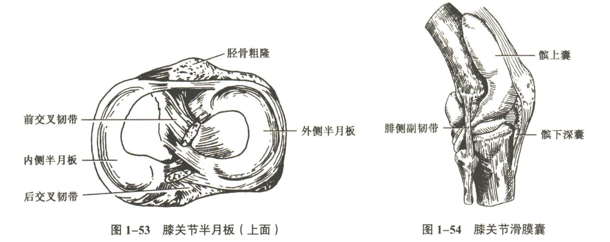 解剖
