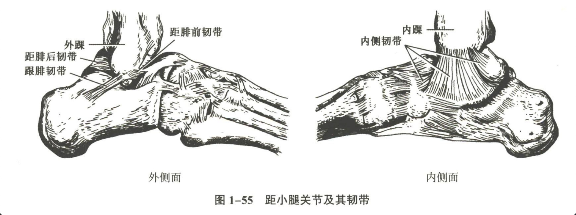 解剖