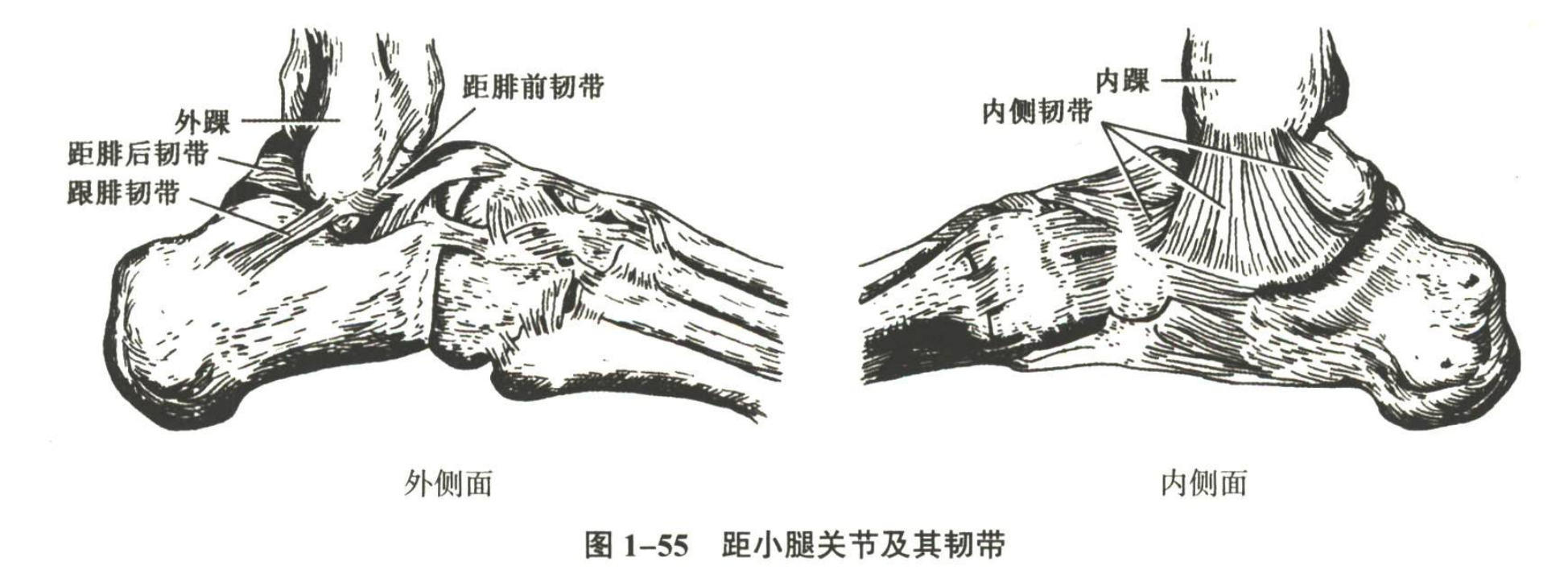 解剖
