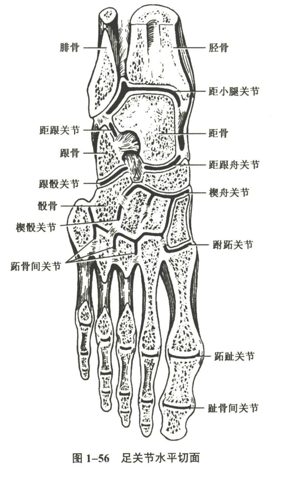 解剖