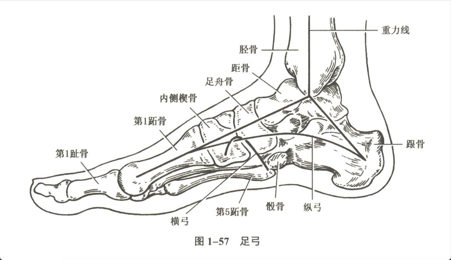 解剖