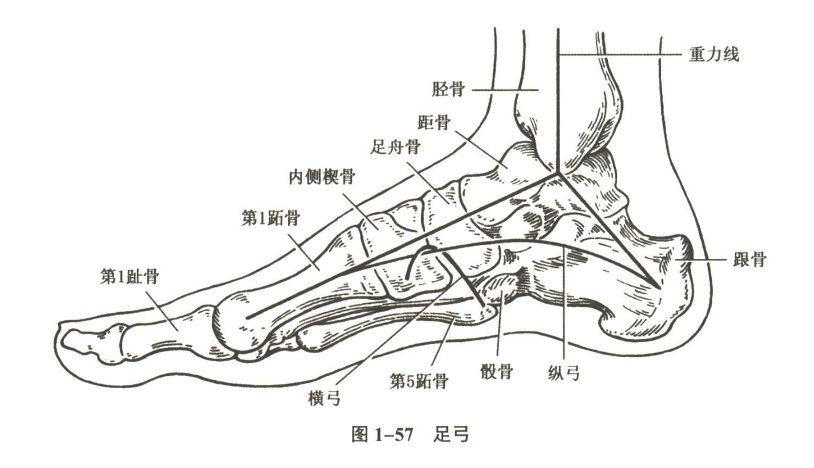 解剖