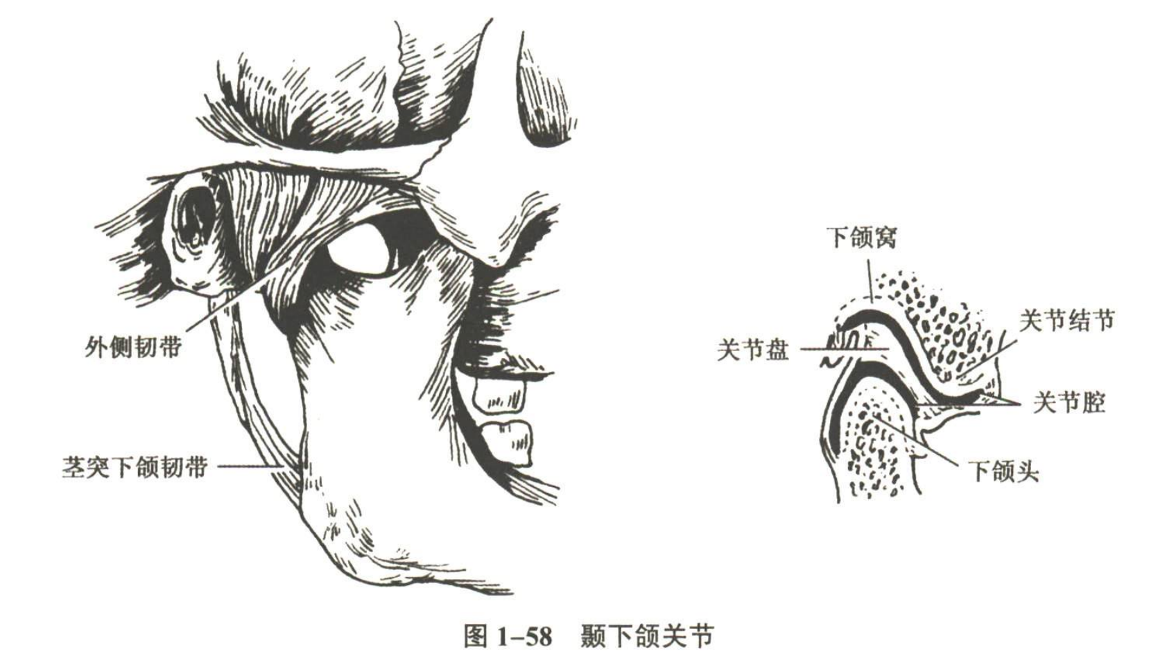 解剖
