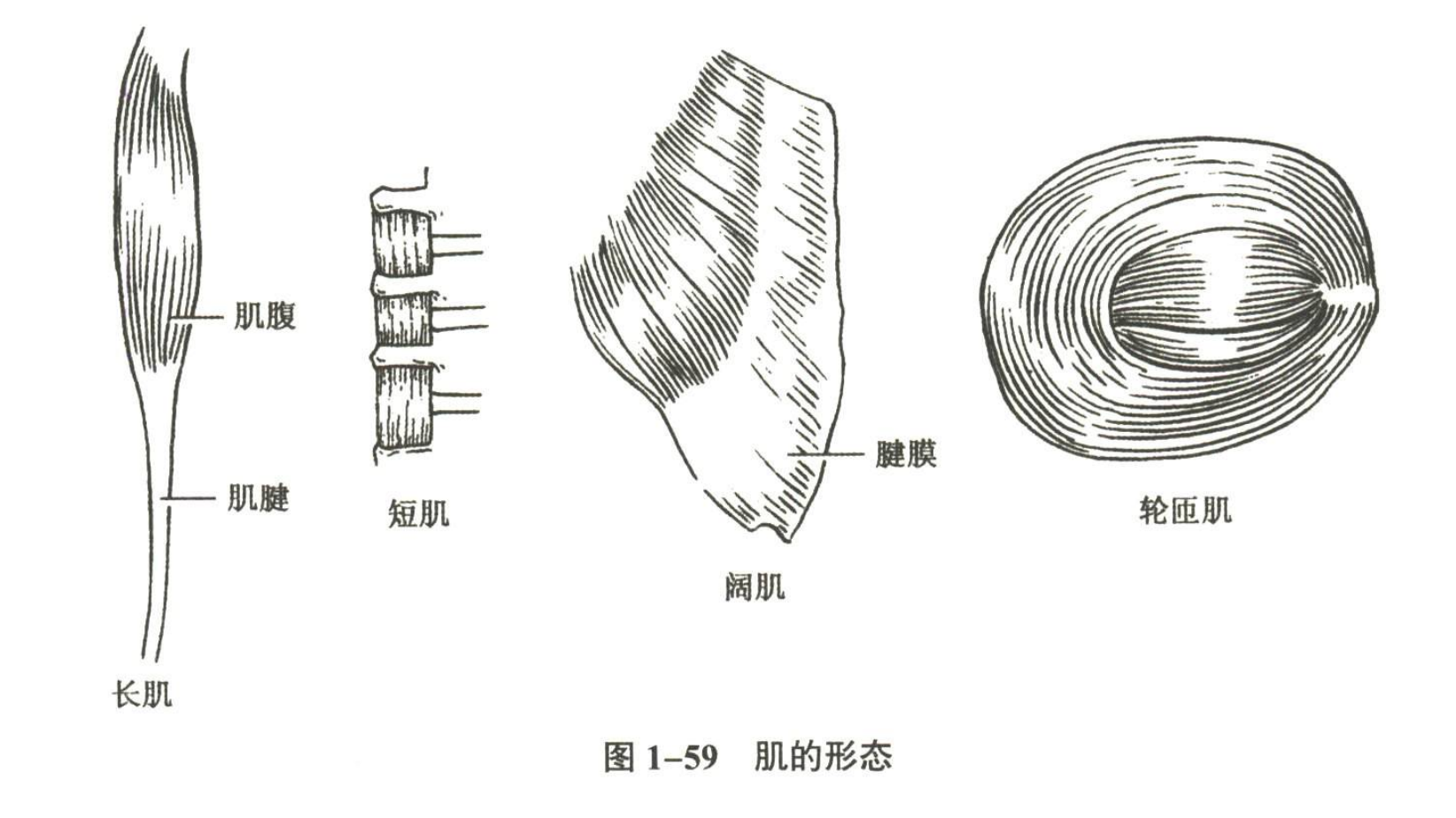 解剖