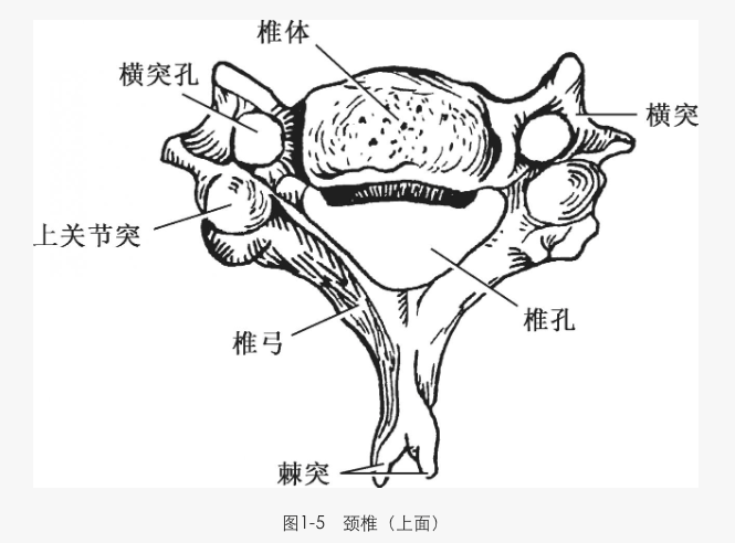 解剖