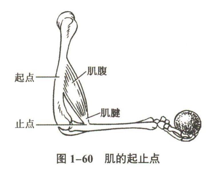 解剖
