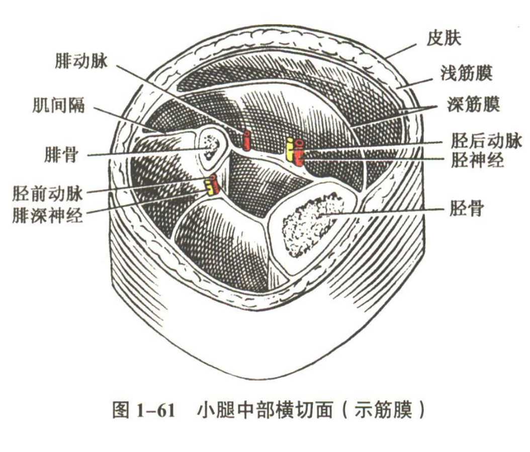 解剖