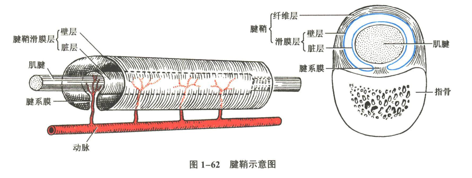 解剖