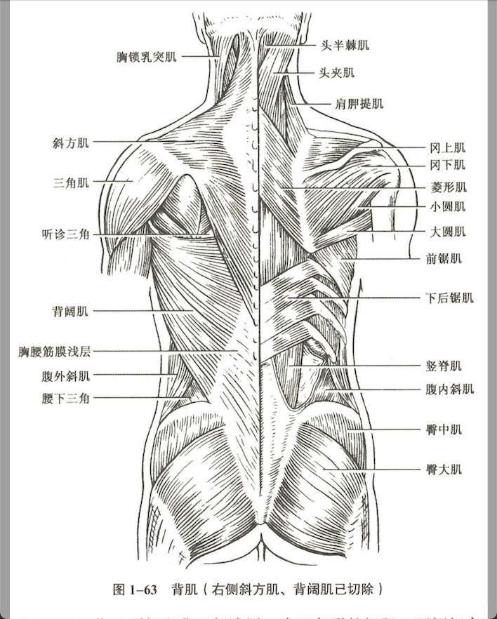 解剖
