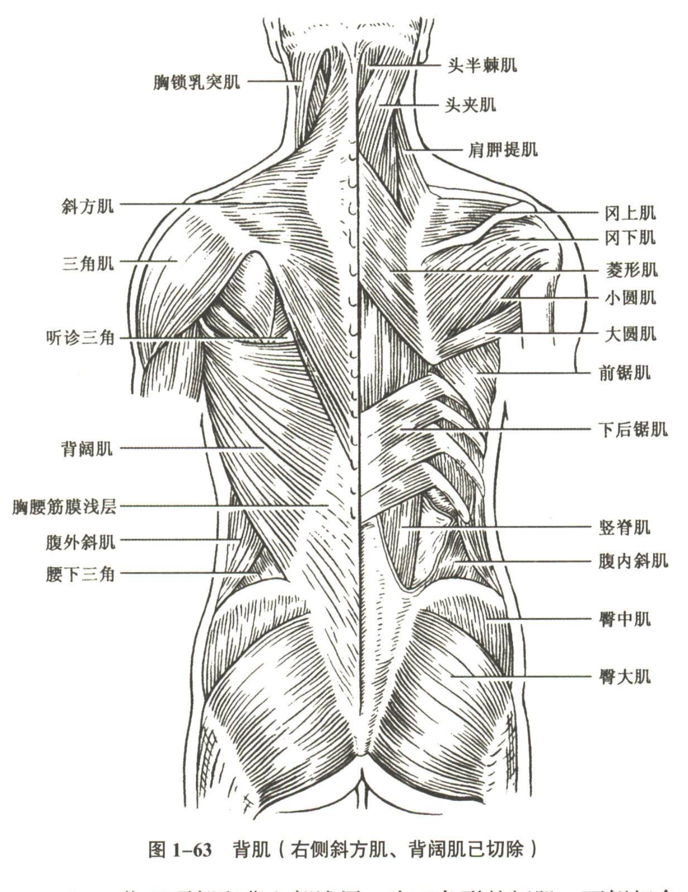解剖
