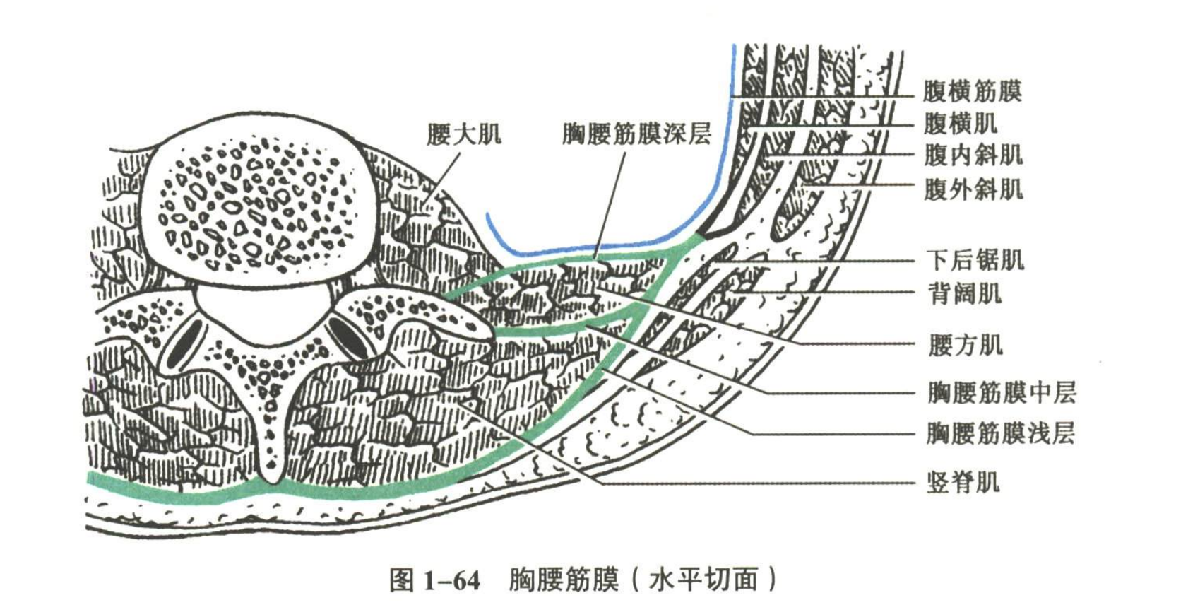 解剖