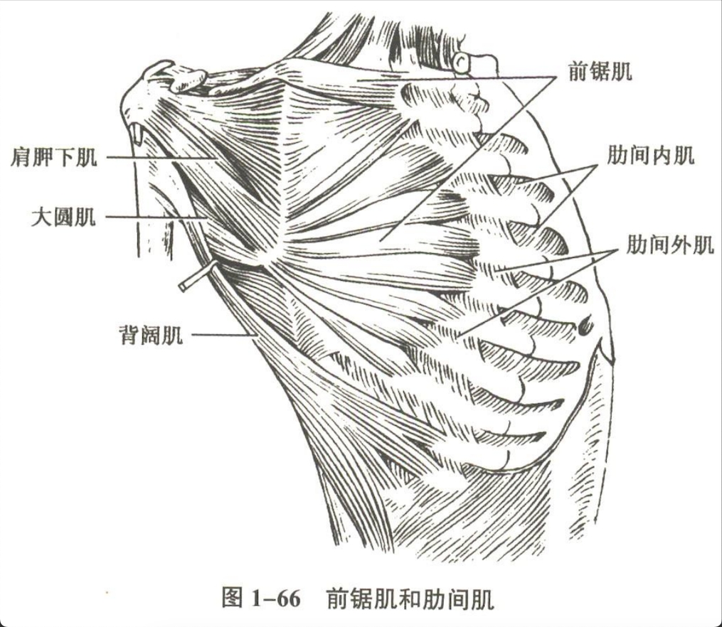 解剖