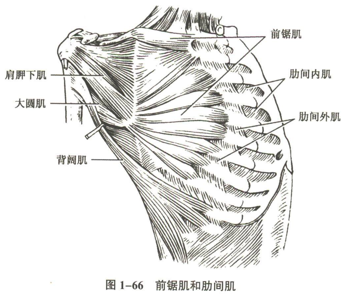 解剖