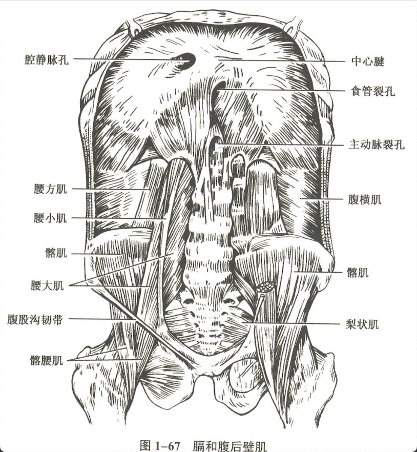 解剖