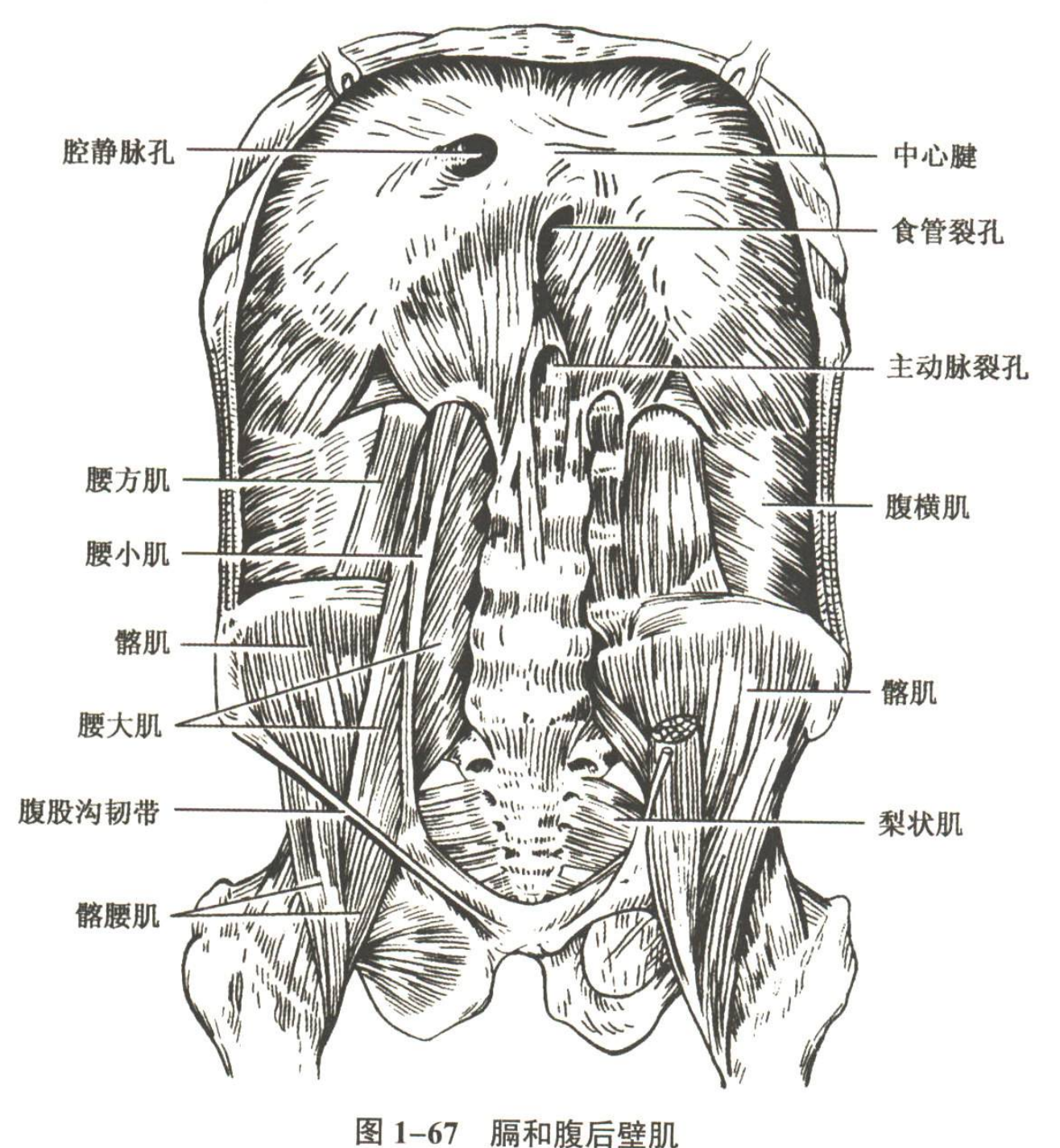 解剖